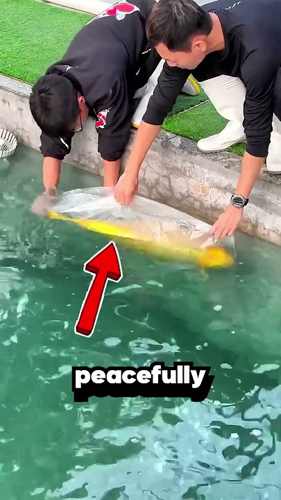 They Did This for Their Sick Fish