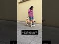 A simple ramp routine to support your dog's joint health #doghealth #petcaretips  #dogtrainingtips