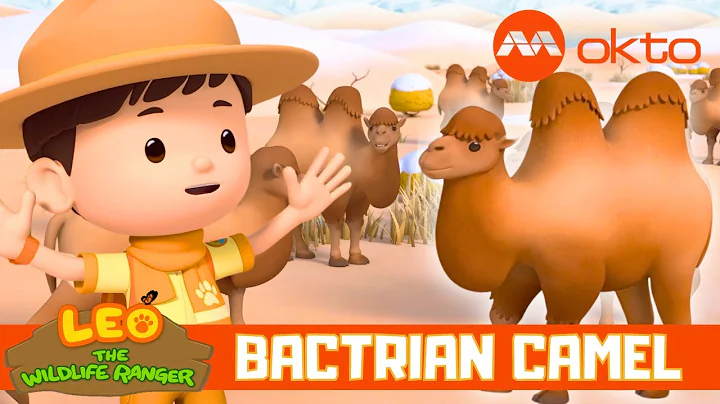 What is the Bactrian Camel?! 🐪 | Leo the Wildlife Ranger Spinoff S5E07 | @mediacorpokto
