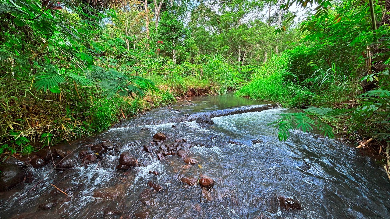 Dimpling Stream Soothing Sound of River Ripples - Flowing Streams Over Smooth Stones in ...