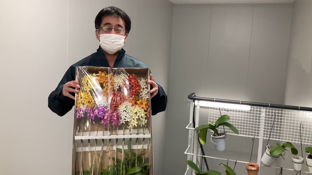 担当おすすめ ニイバイオ エピデン色取りどりmix Youtube