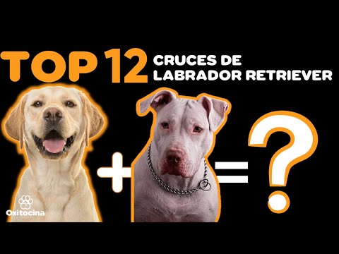 TOP 12 Cruces de Labrador Retriever con otras razas de perros hqdefault