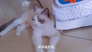 布偶猫到底好不好养