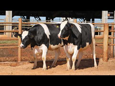 LOTE 14 • 4º LEILÃO NOVILHAS CANTO PORTO • 10982   11435