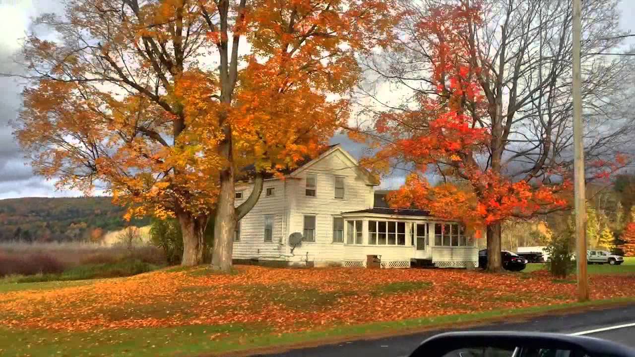 Autumn youtube. осень. красная природа. осеннее дерево. осень сницы.