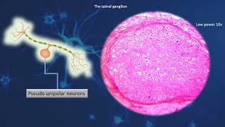 Chapter 4 Lecture 5 Ganglia ver 2a Spinal Ganglion