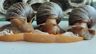 Feeding Adorable Snails With Juicy Pumpkin