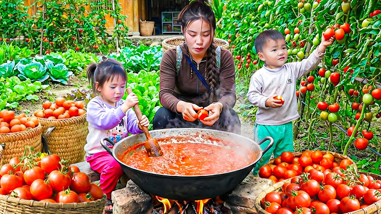 Harvesting Ripe Tomatoes with My Kids – Selling at the Market and Cooking Tomato Eggs for Lunch