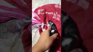 chinni delivery #dogs #puppy #shihtzu #birth #placenta