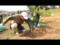 しっかり根が張る苗木の植付方法はこれ!