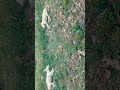 Nature and dogs