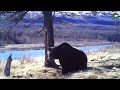 Медведь и дерево. Плато Путорана./A bear and a tree.