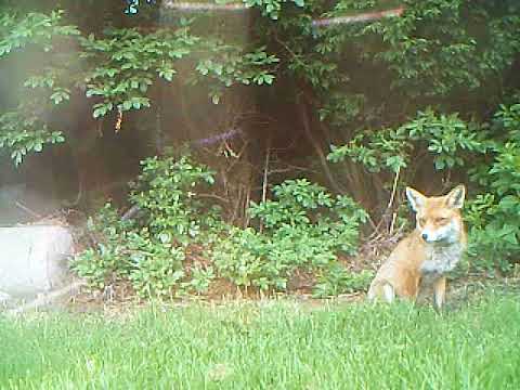 Fox scratching