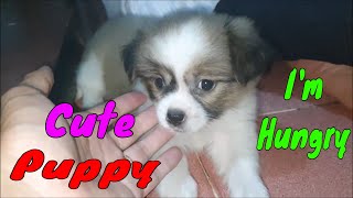 Cute Puppy Waiting To Be Fed - Cutest Baby Dogs | Viral Dog