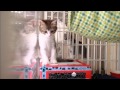 子猫のアミ。