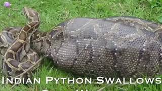 Famous Indian Pythan Eat Pig π· Profile