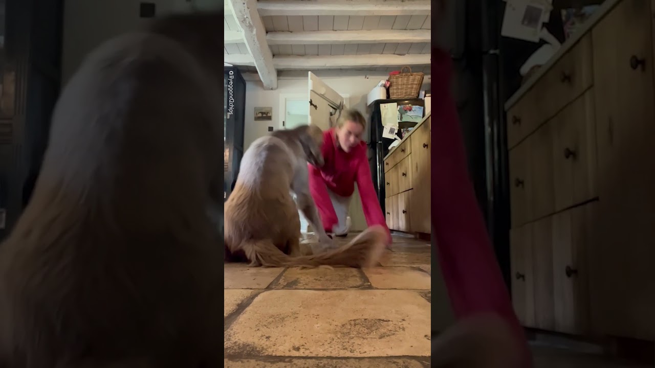 Playing Dead Prank On My Dog Goes Wrong 😂