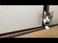 朝になったら起こしに来る猫がかわいい 【ゆずぽんだより】