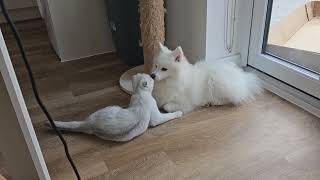 This is how a cat shows its love for a Japanese Spitz dog