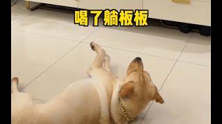 狗子：都说了不能喝，别怪我没提醒你 #肉肉说了算 #labrador #funnydogs by 肉肉說了算 153,445 views 10 months ago 1 minute, 40 seconds