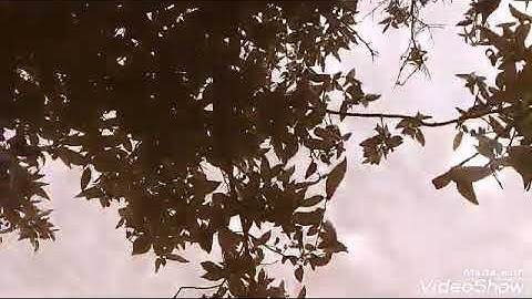 سورة الفيل وشرح قصة أصحاب الفيل