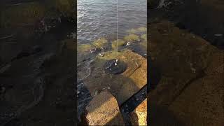 アジの切り身で穴釣り