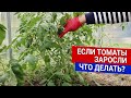 Если томаты заросли - что делать?