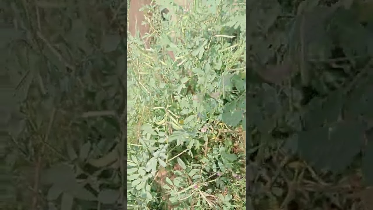 Tephrosia purpurea - கொழிஞ்சி - common tephrosia, fish poison, wild indigo