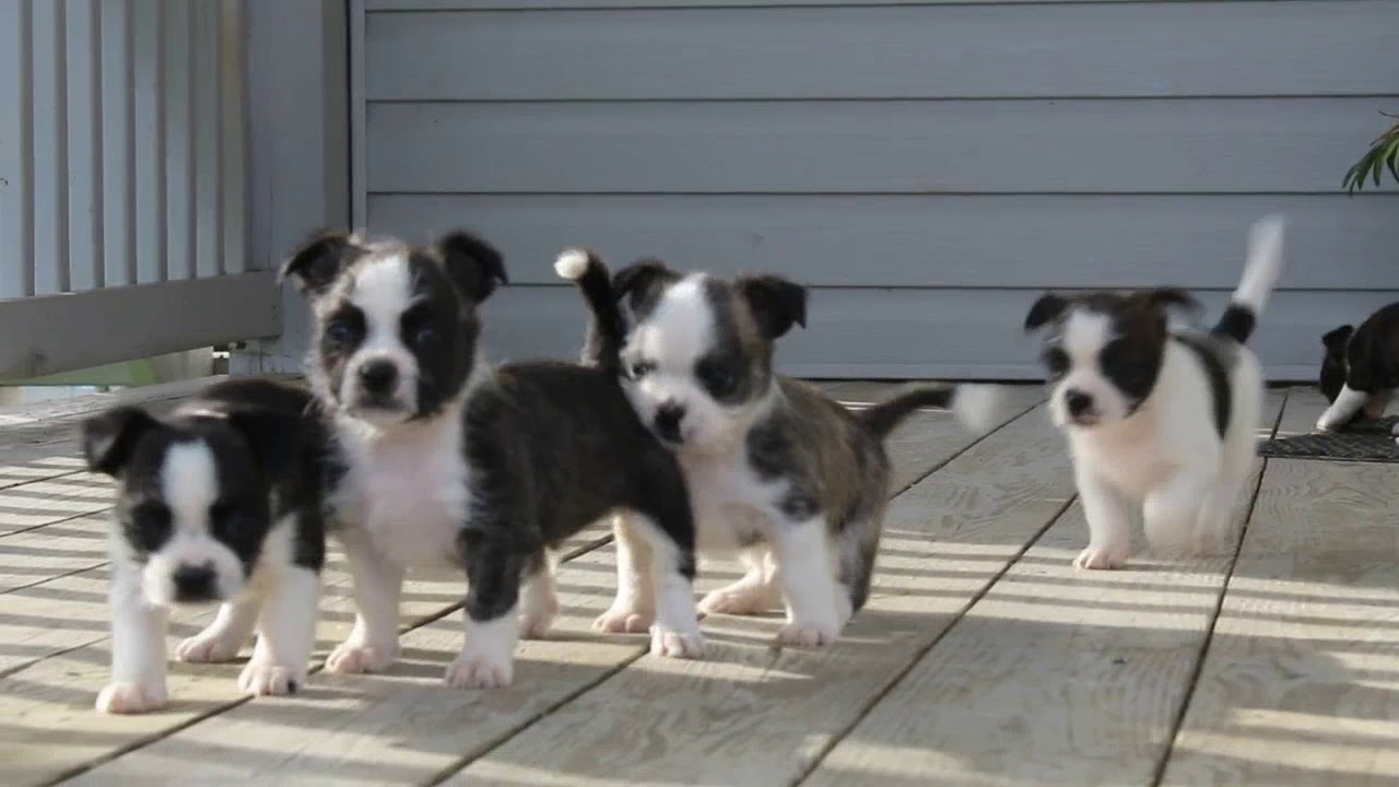 Boston Terrier Mix Puppies For Sale - YouTube