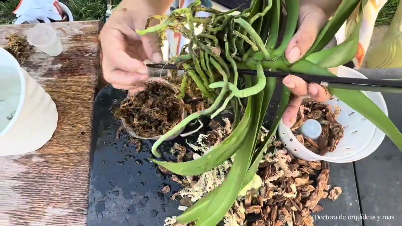Como transplantar una orquídea