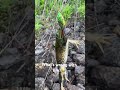😭 #viral #fishing #catchinbass #viralvideo #fishng #catching #fishinglife #bass