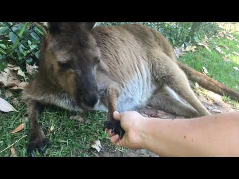 Vieni a salutare i nostri animali australiani