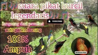 suara pikat burcil legendaris, langsung dari pemikat, auto panen burung