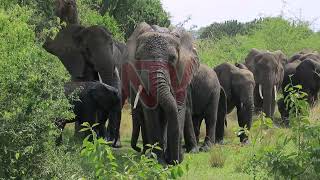 Improved security at Queen Elizabeth National Park following recent attack - Vimarsana News
