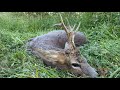 E138 Lov u Zmajevu - 243 win pogodak u vrat/ Roebuck hunt in Zmajevo with 243 - neck shot