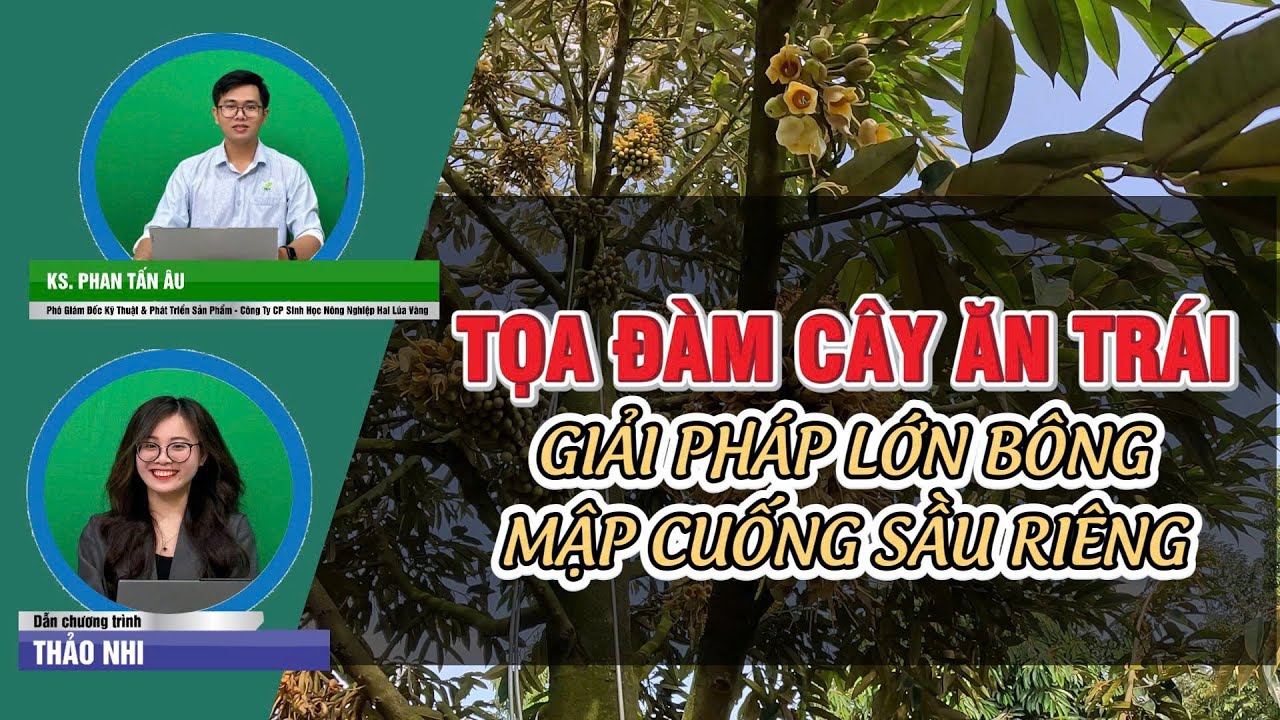 Tọa đàm cây ăn trái - Giải pháp lớn bông mập cuống sầu riêng | Hai Lúa Vàng
