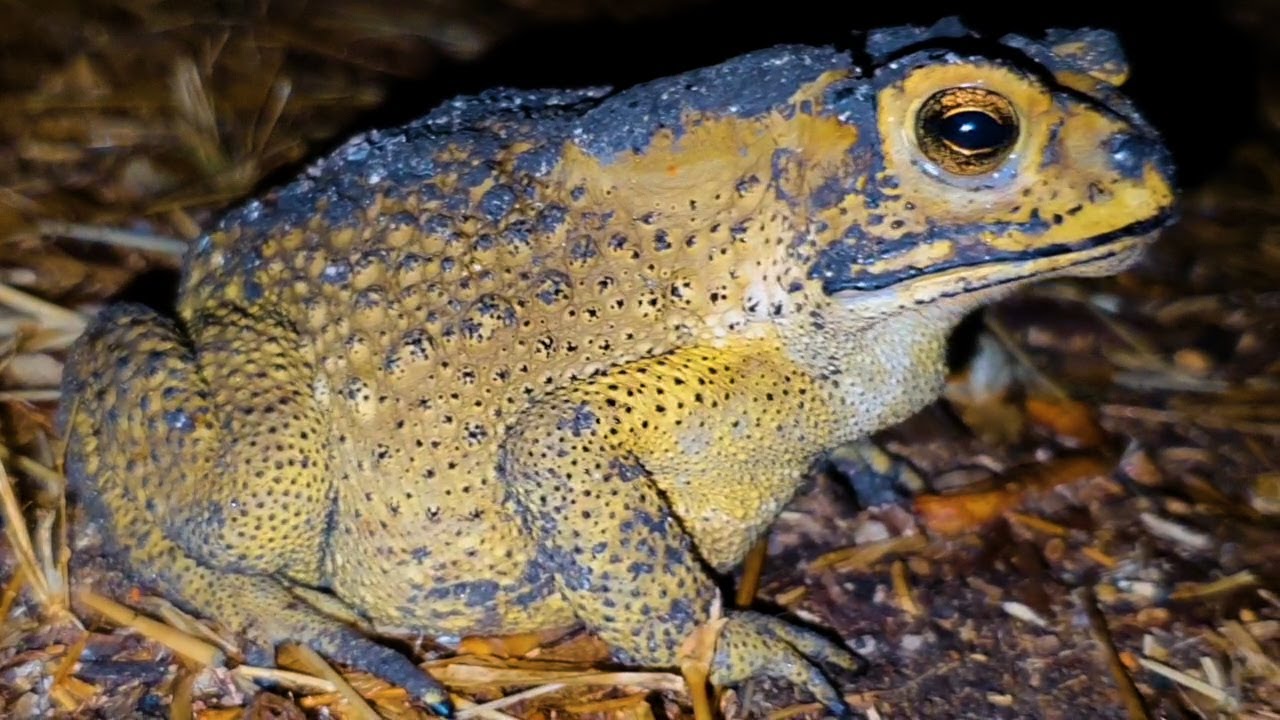 I met this giant toad while i went out side for sound recording at night