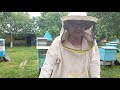 Пчеловодство №63 Ответы на вопросы.  Обзор отводков.
