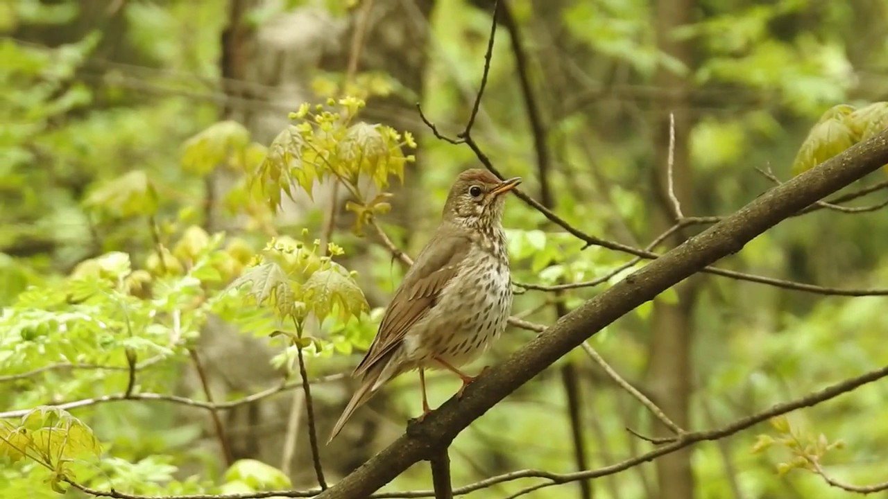Черный и певчий дрозд - YouTube
