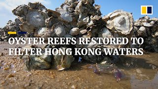 Oyster Reef Restoration Helps Clear Up Hong Kong Coastal Waters