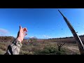 CHASSE AUX PIGEONS ALOUETTES ETOURNEAUX CORNEILLES ET PIES