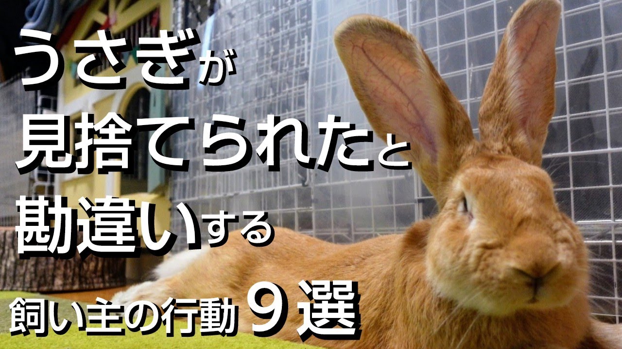 要注意】うさぎが見捨てられたと勘違いする飼い主の行動9選！ - YouTube
