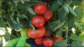 Thu Hoạch Cà Chua Chùm Chùm Thấy Mê ,Dưa Leo Hàn Quốc, Bắp Cải Trái Tim,Bông Cải Xanh Mini