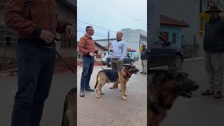 Psicologia Canina na prática.#veterinaria #medicinaveterinaria #cachorro #pscologiacanina