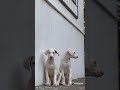 rajapalayam puppies for sale in bangalore ❗#rajapalayampuppy ear checked puppys 🔥