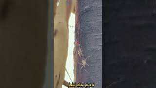 عدو النحل عير متوقع !!!