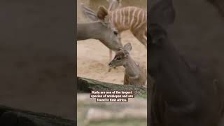 Lesser Kudu Calves | San Diego Zoo shorts