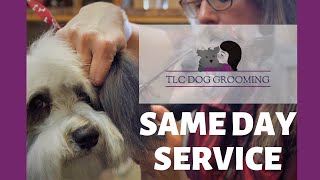 Grooming Salons and Same Day Service