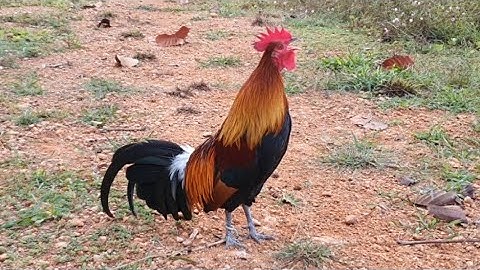 Rov Los Saib Kuv Tus Qaib Ej Qua Phem Dua Muab Txog Nqi Tso Nawb 9/12/2025.