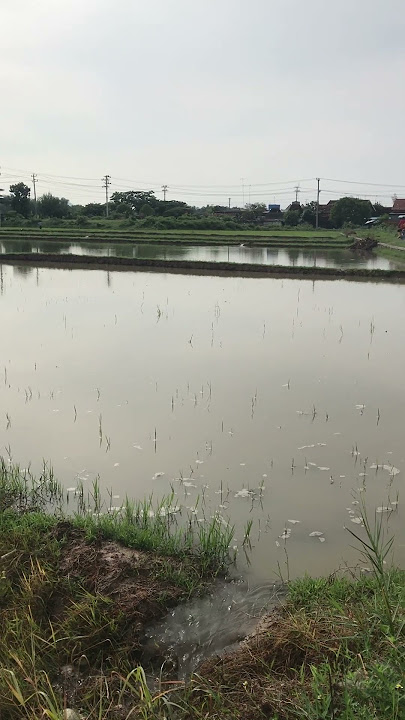 Mentahan video suasana pagi hari di sawah saat mendung | buat video quotes